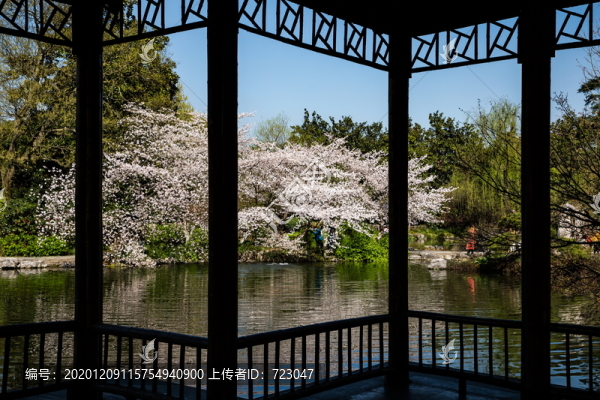 杭州花港觀魚公園春色