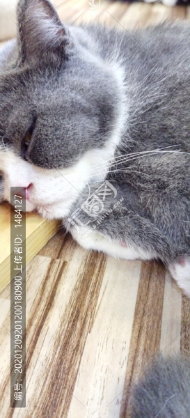 小貓