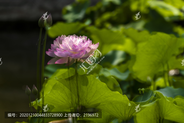 多重曝光荷花