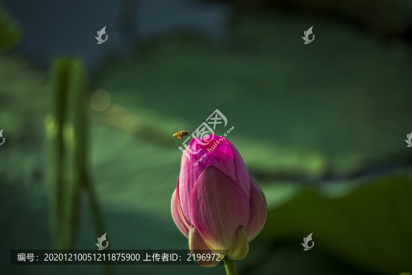 蜜蜂與荷花