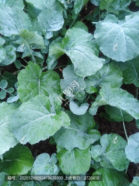 油菜