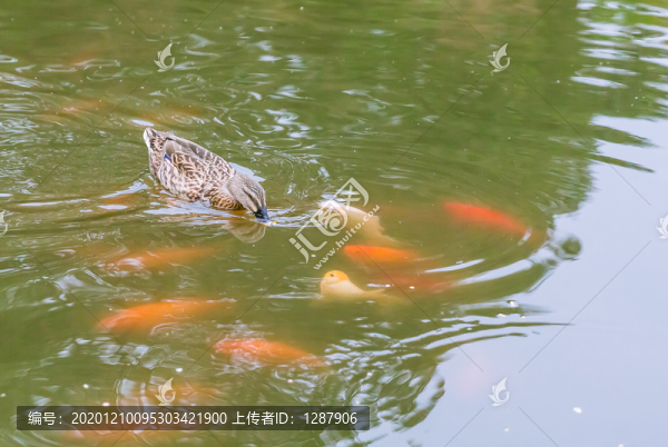 水鴨捕食