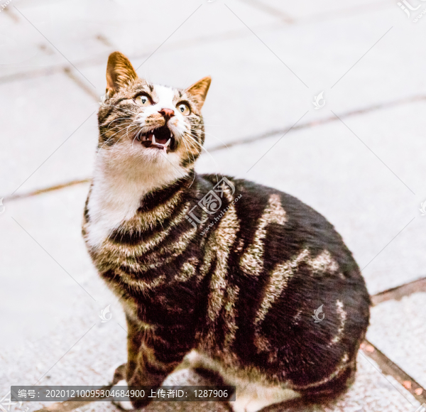 貓