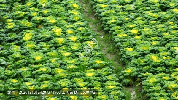 黃心菜