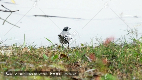 白鹡鸰