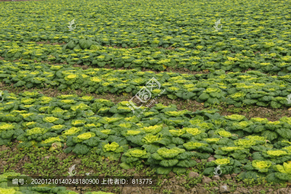 菊花心素材
