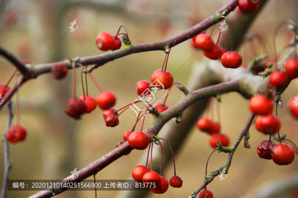 果園紅小果