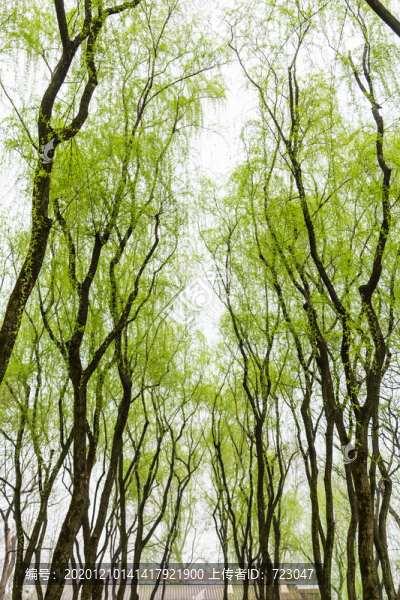 西湖春柳
