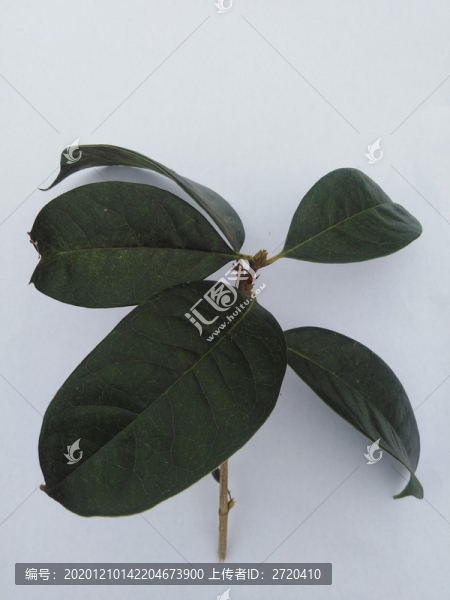 桂花樹葉