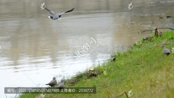 斑鳩