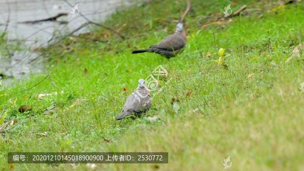 斑鳩