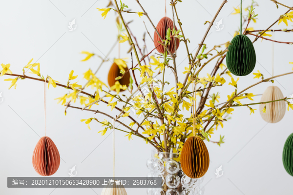 迎春花