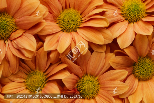 非洲菊背景