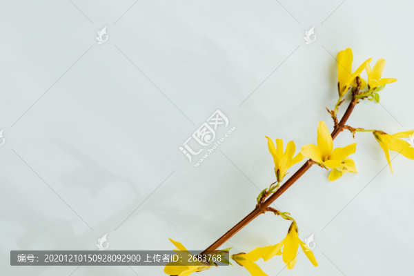 迎春花
