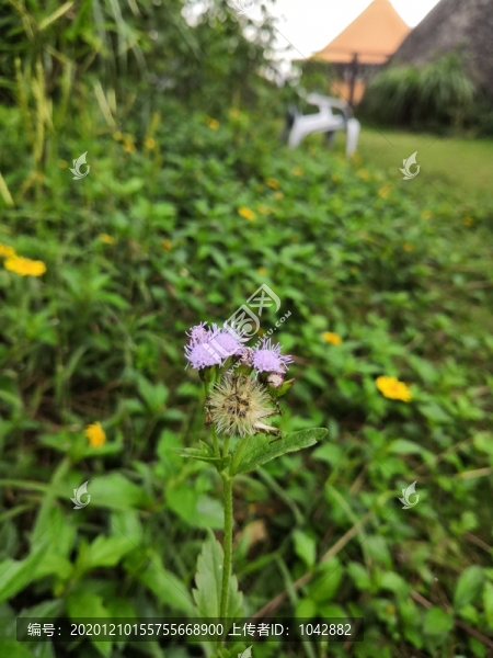 小薊