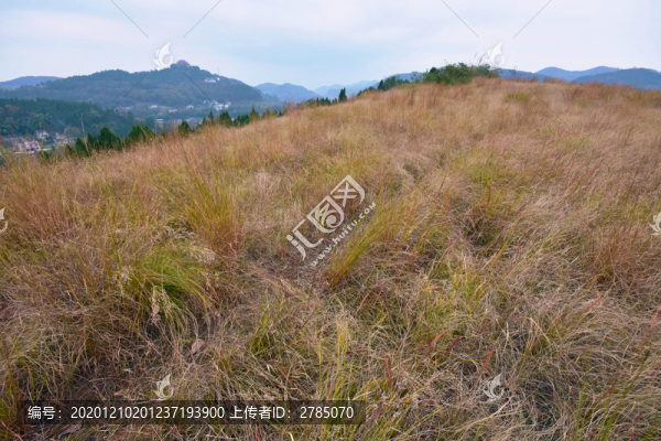 枯草叢