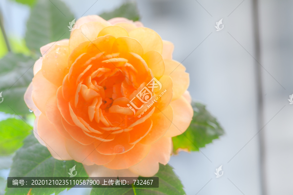盛開的黃色月季花