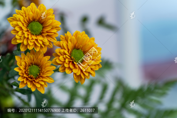 秋菊