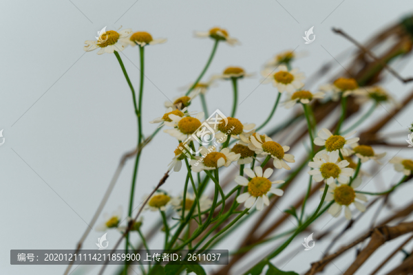 秋菊