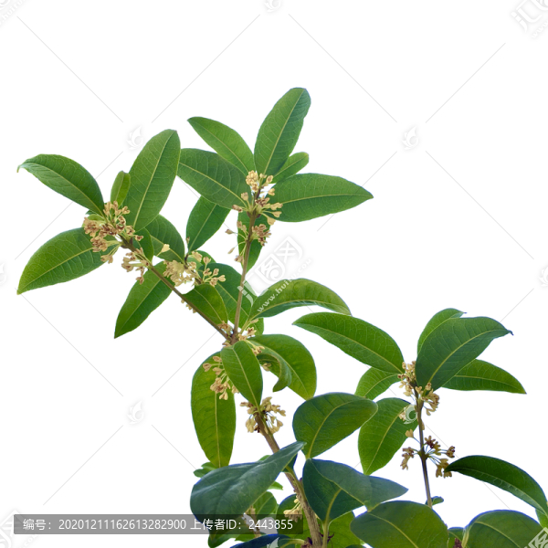 桂花