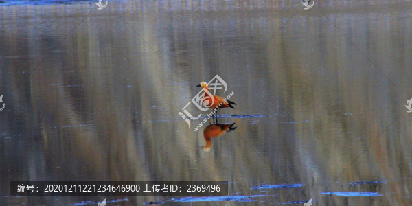 赤麻鴨