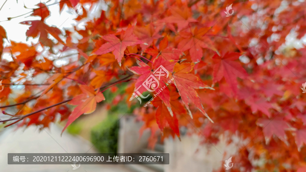 深秋的紅楓葉