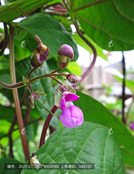 菜豆