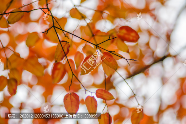 紅葉背景