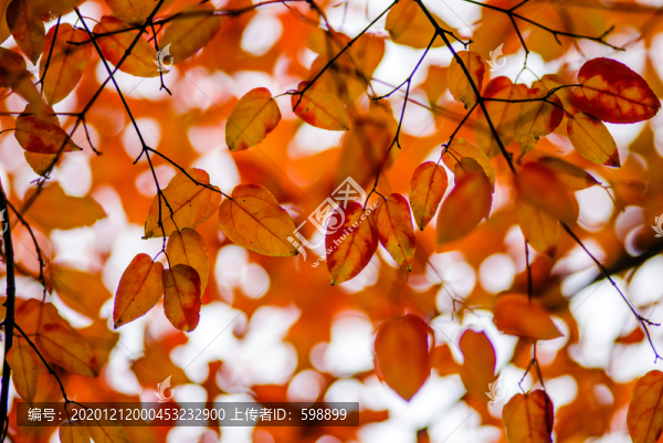 紅葉背景
