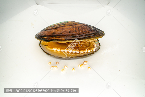 珍珠蚌殼