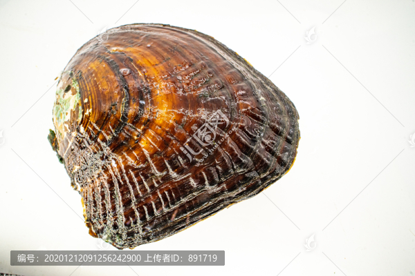 珍珠