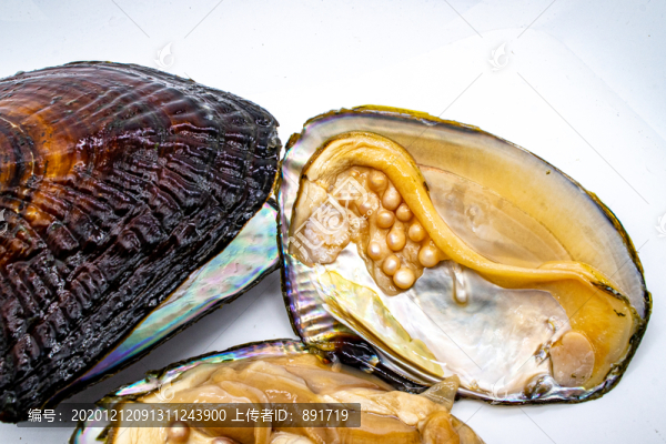 珍珠蚌