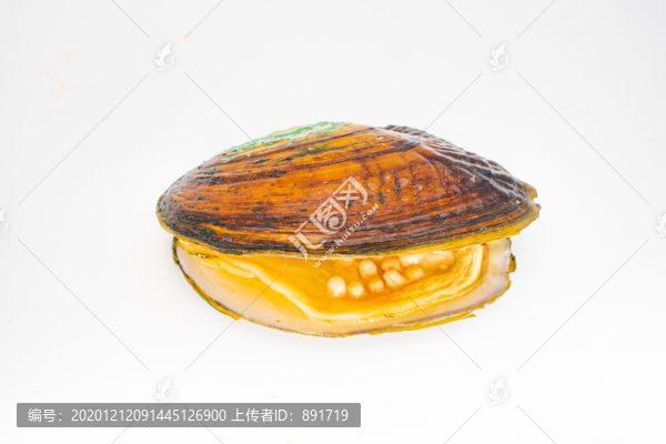 珍珠