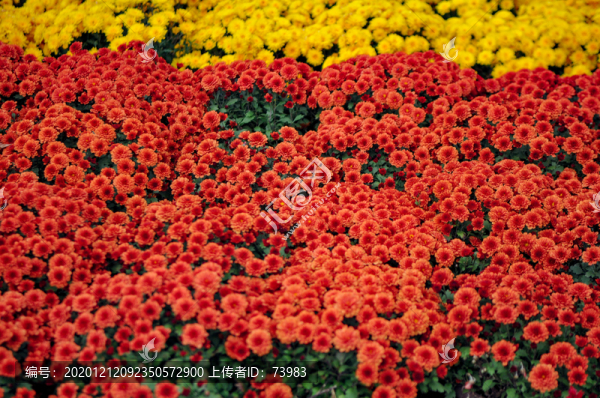 紅色百日菊