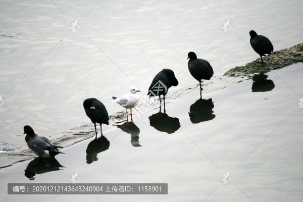 水鳥