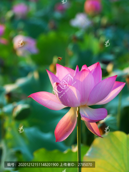 光影荷花