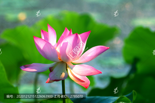 光影荷花