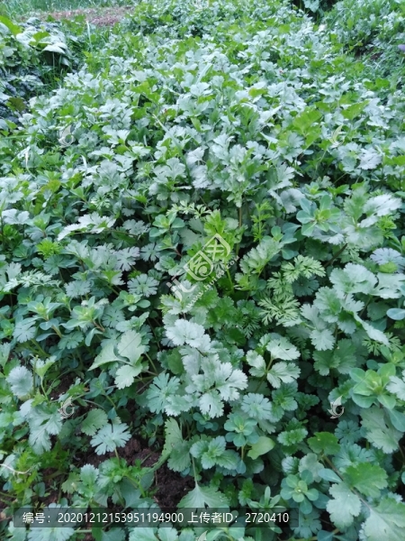香菜