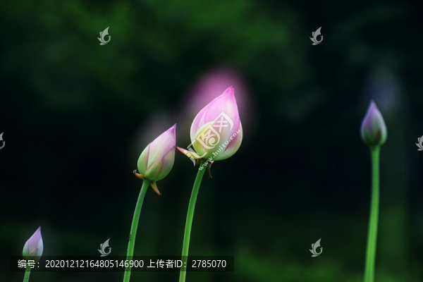 意境荷花