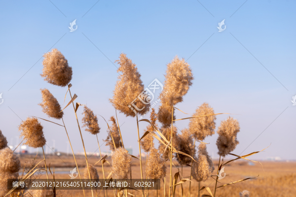 蘆花