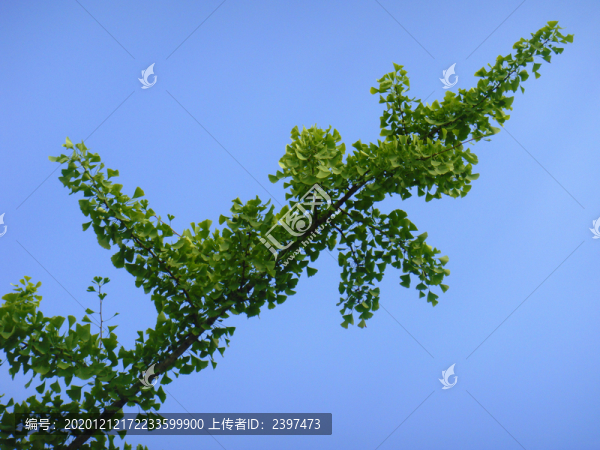 銀杏葉背景素材