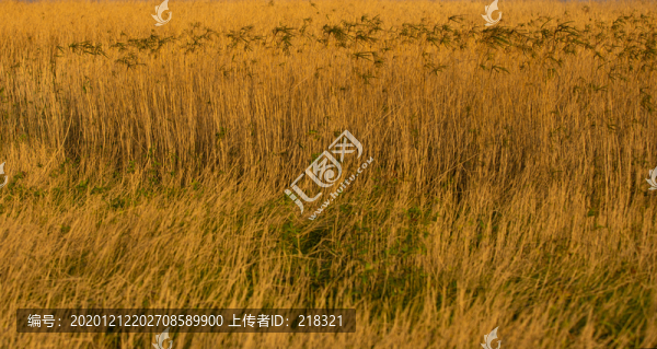 鄱陽(yáng)湖湖邊水草