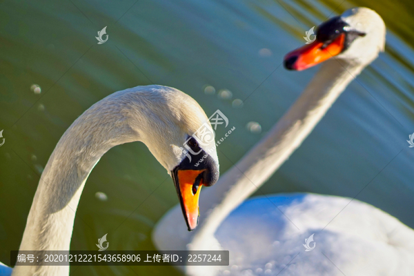 白天鵝