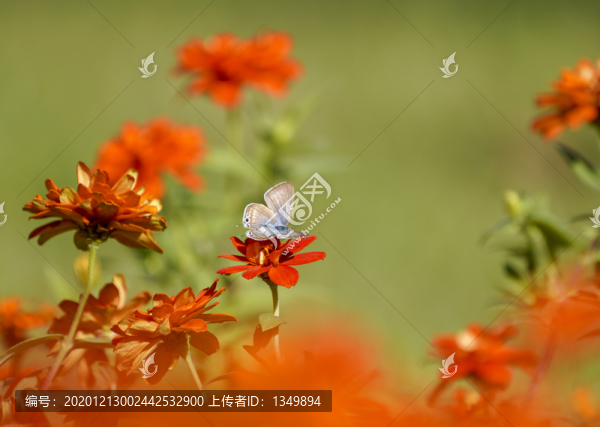 萬壽菊花海