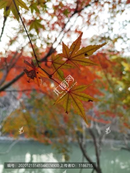 秋天楓樹楓葉