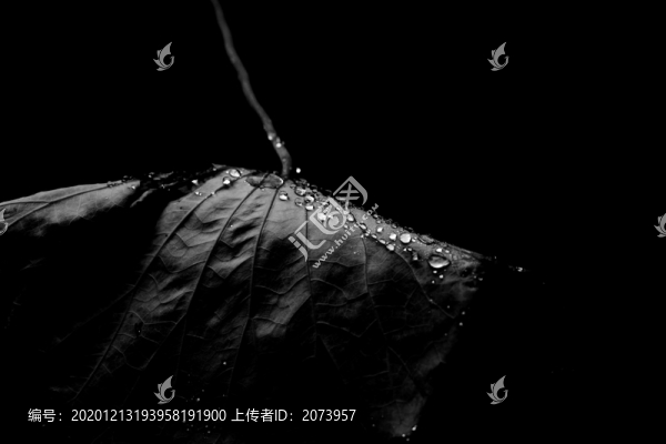 冬日殘荷