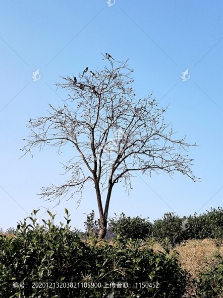 喜鵲滿枝頭