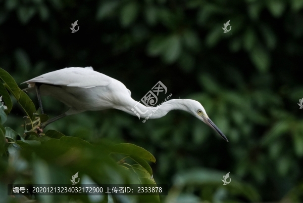 白鷺絲