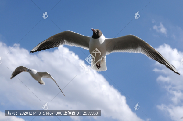 海鷗翩翩飛