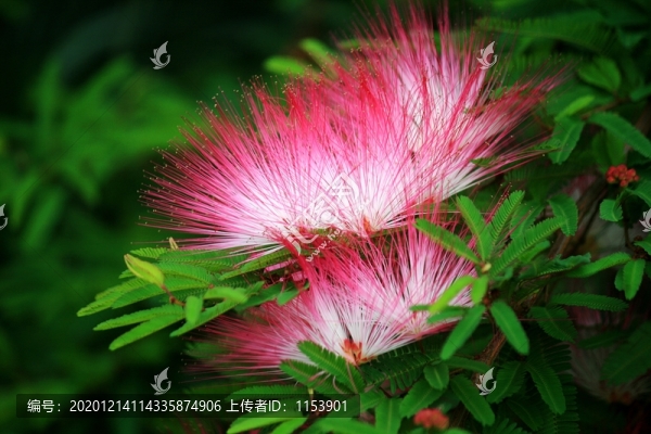 合歡花
